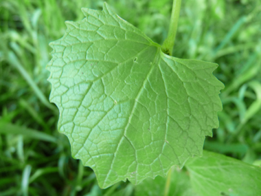 Feuilles entières dégageant une odeur d'ail lorsqu'on les froisse. On notera une évolution de leur forme au fur et à mesure que l'on
monte dans la plante, les inférieures étant réniformes tandis que les supérieures sont cordées. Agrandir dans une nouvelle fenêtre (ou onglet)